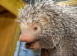 Shelley the Porcupine